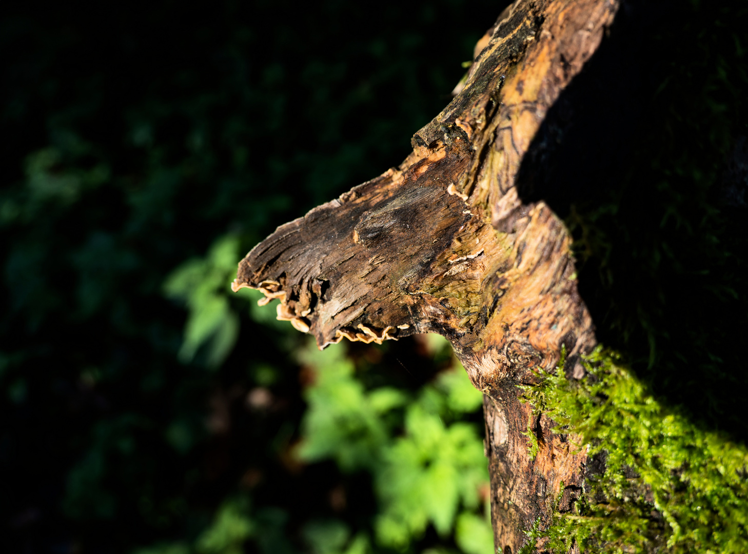 Begegnung im Wald