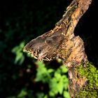 Begegnung im Wald