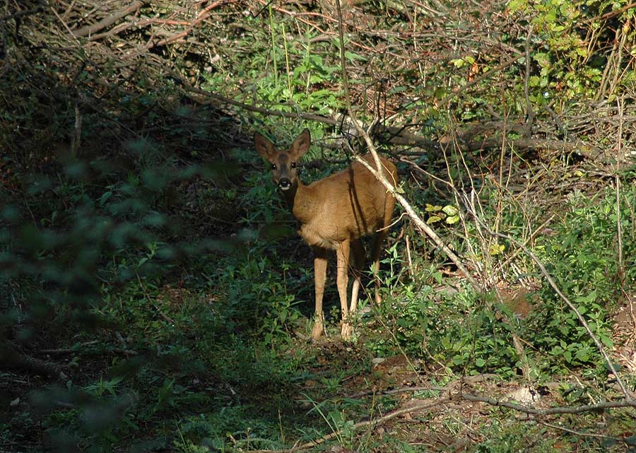 Begegnung im Wald