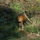 Begegnung im Wald