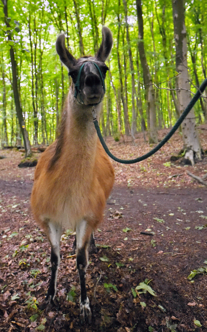 Begegnung im Wald 