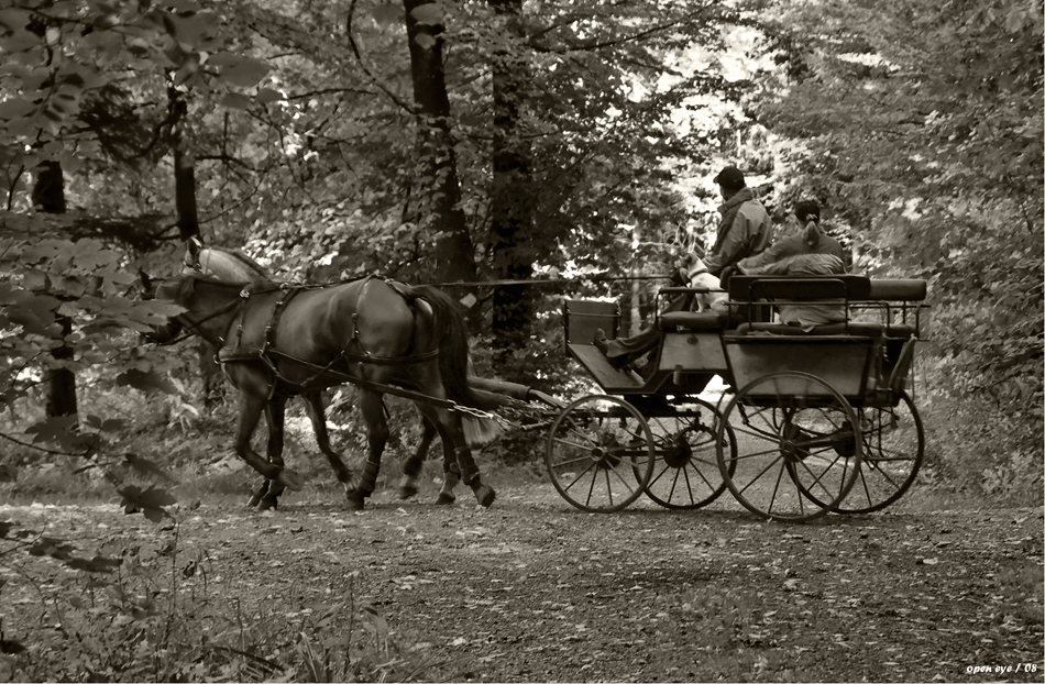 Begegnung im Wald