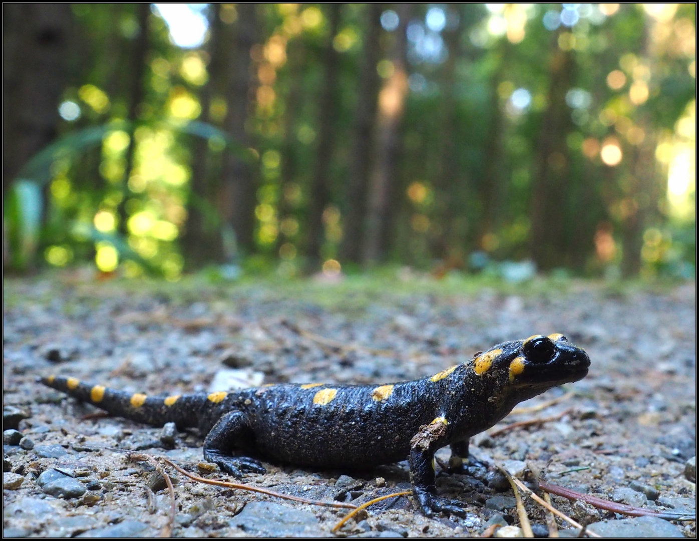 Begegnung im Wald