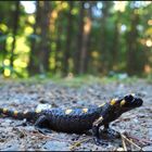 Begegnung im Wald