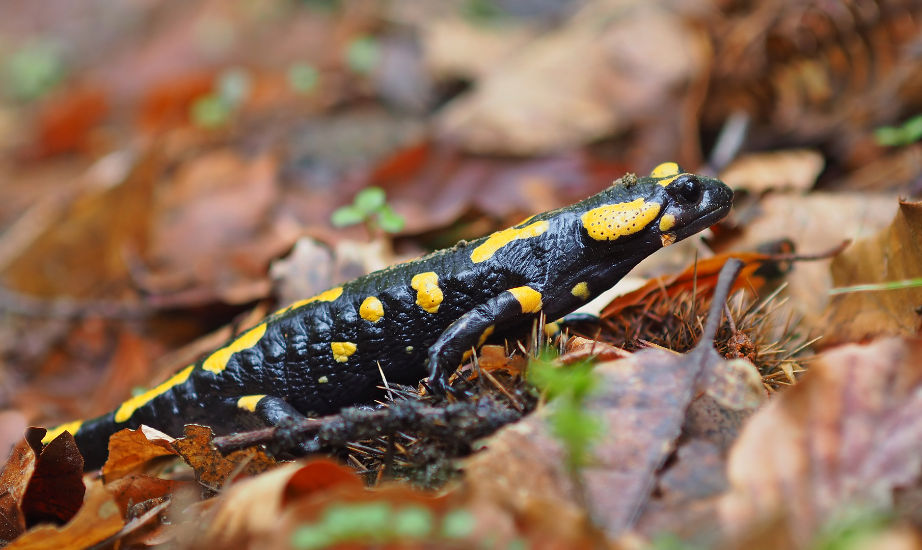 Begegnung im Wald - ein Feuersalamander