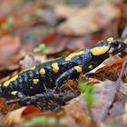 Begegnung im Wald - ein Feuersalamander