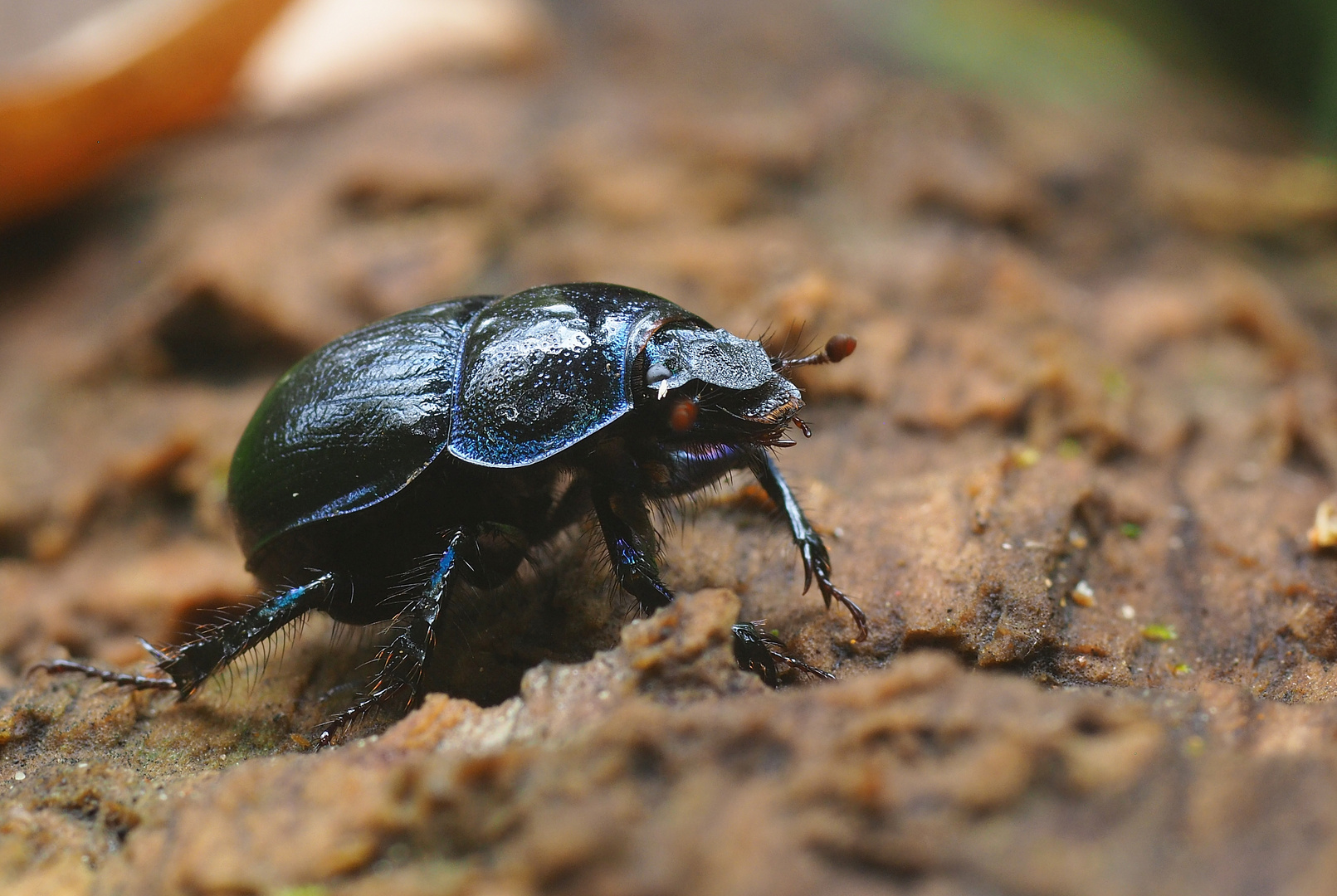 Begegnung im Wald - ein Waldmistkäfer