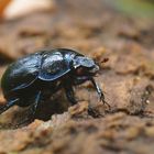 Begegnung im Wald - ein Waldmistkäfer