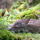 Begegnung im Wald