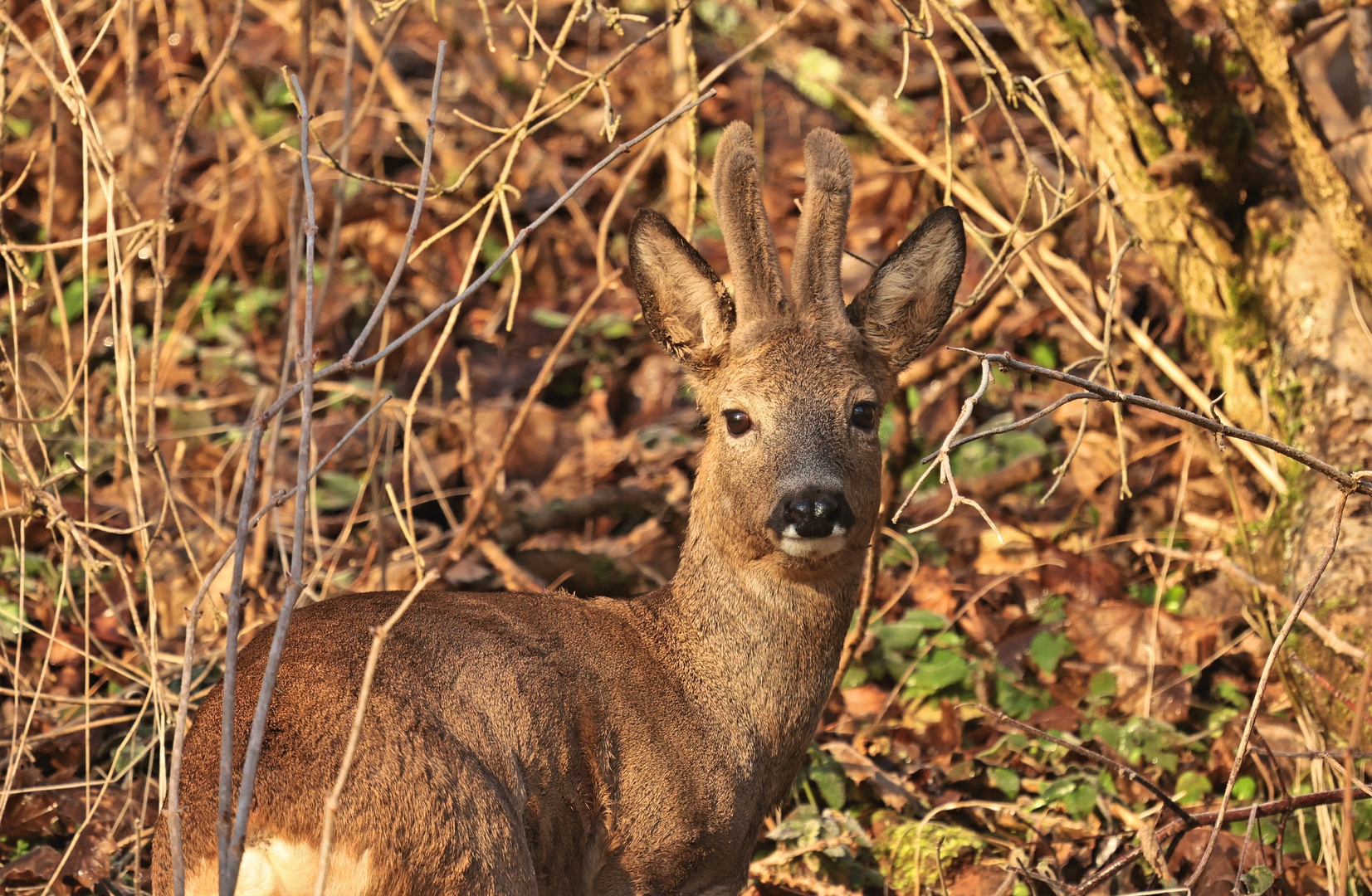 BEGEGNUNG IM WALD