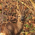 BEGEGNUNG IM WALD