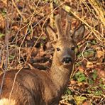 BEGEGNUNG IM WALD