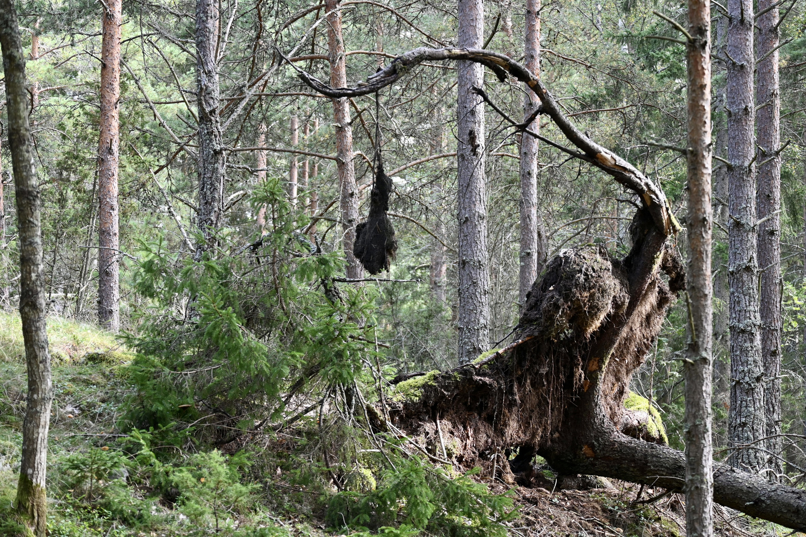 Begegnung im Wald „ the fishing man“