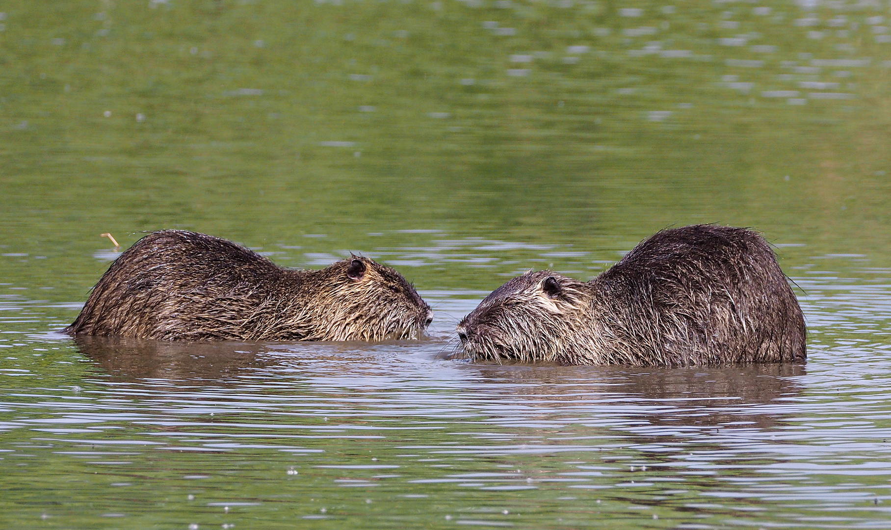 Begegnung im Wasser