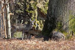 Begegnung im Wienerwald