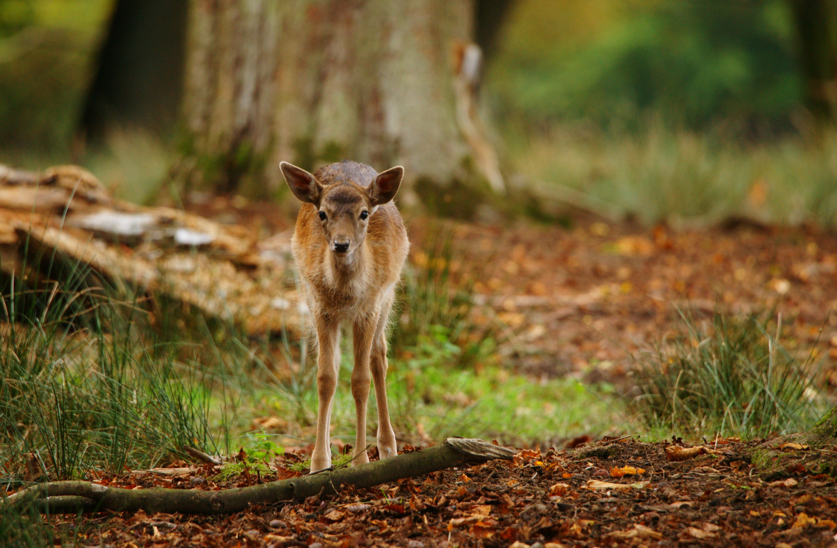 Begegnung im Wildpark...