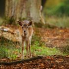 Begegnung im Wildpark...