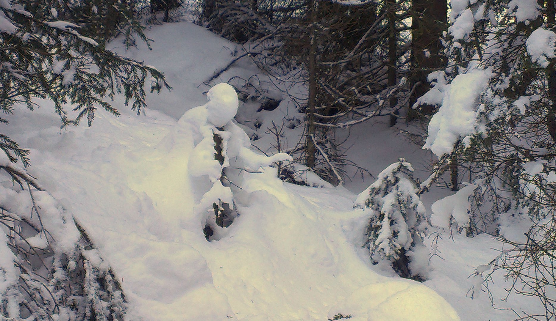 Begegnung im Winterwald