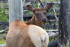 Begegnung im Yellowstone