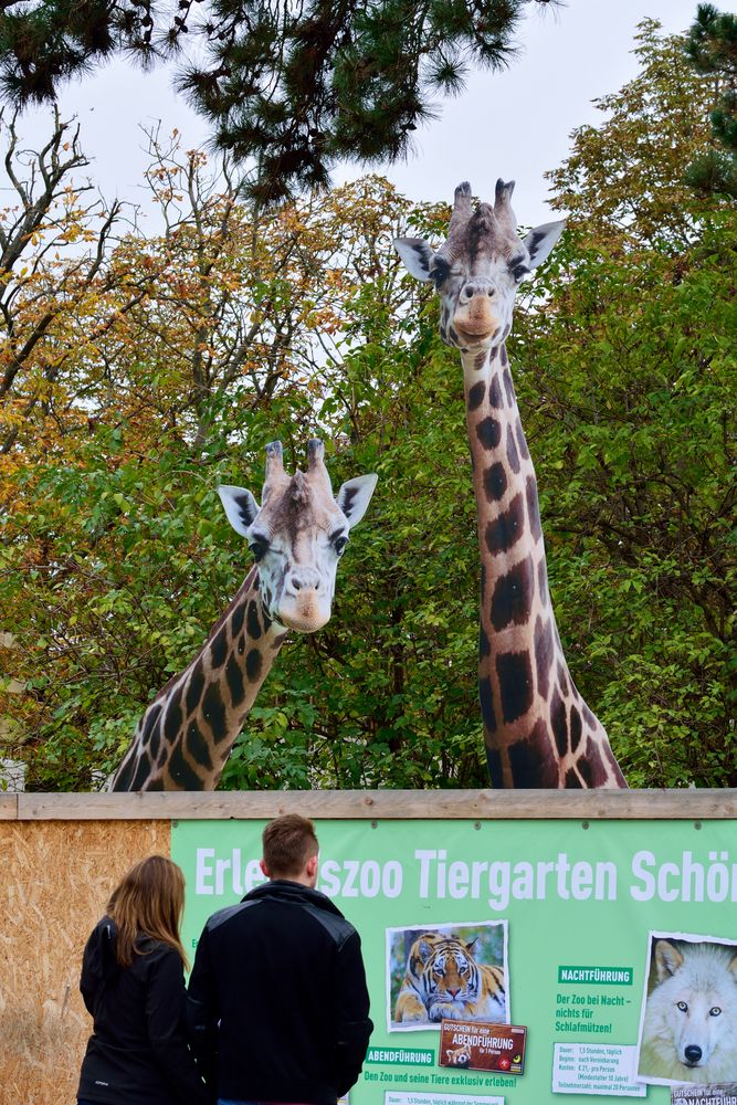 Begegnung im Zoo / 2D trifft 3D