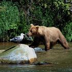 Begegnung in Alaska