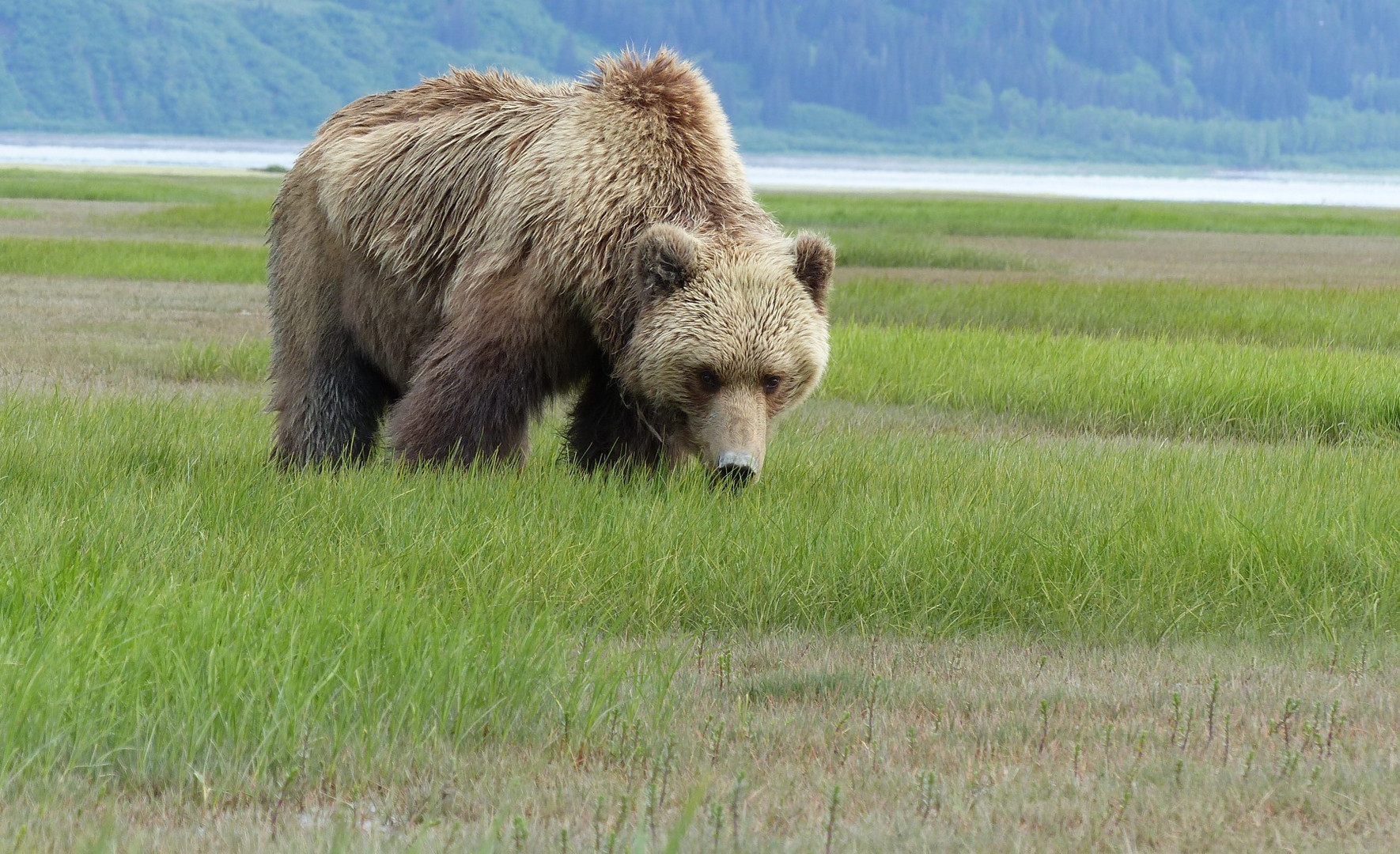 Begegnung in Alaska