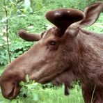 Begegnung in Alaska - Elch beim Mittagessen