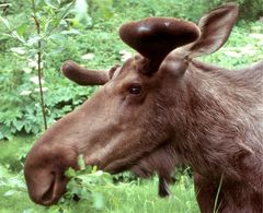 Begegnung in Alaska - Elch beim Mittagessen