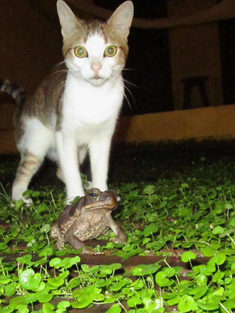 Begegnung in Brasilien - Katze und Frosch