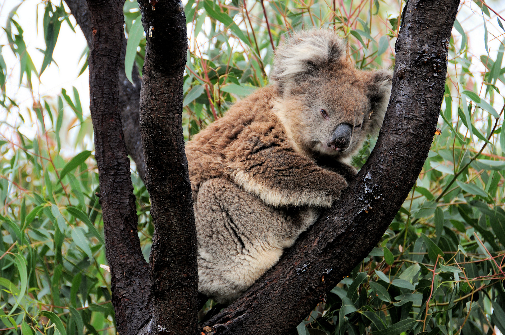 Begegnung in den Adelaide Hills