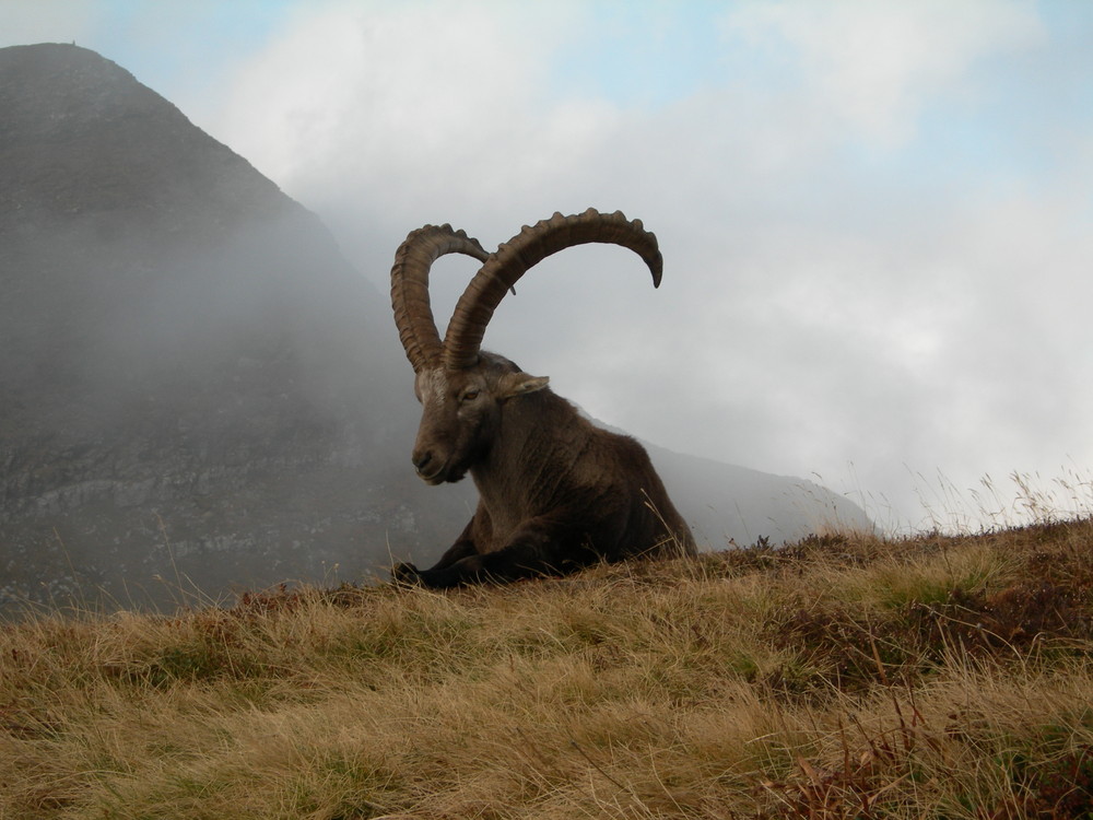 Begegnung in den Alpen