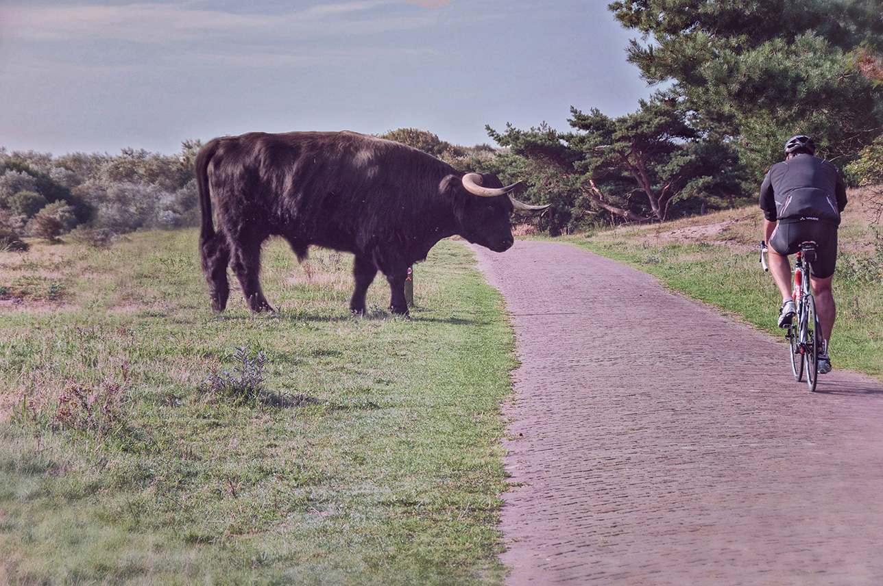 Begegnung in den Dünen