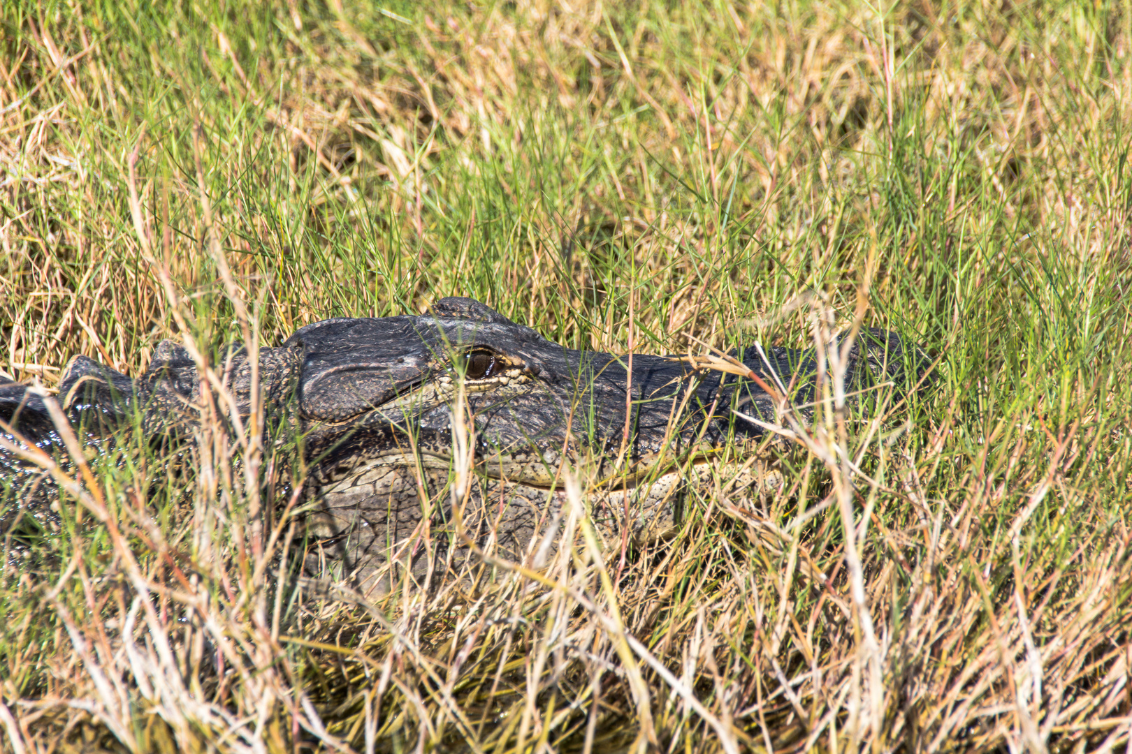 Begegnung in den Everglades