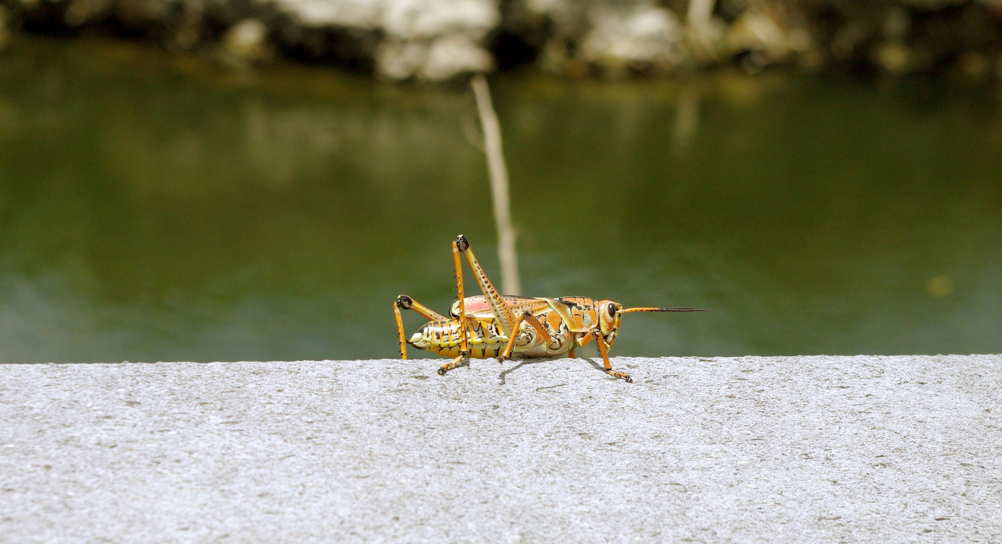 Begegnung in den Everglades