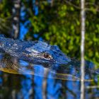 Begegnung in den Everglades