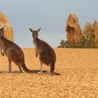 Begegnung in den Pinnacles nach Sonnenuntergang