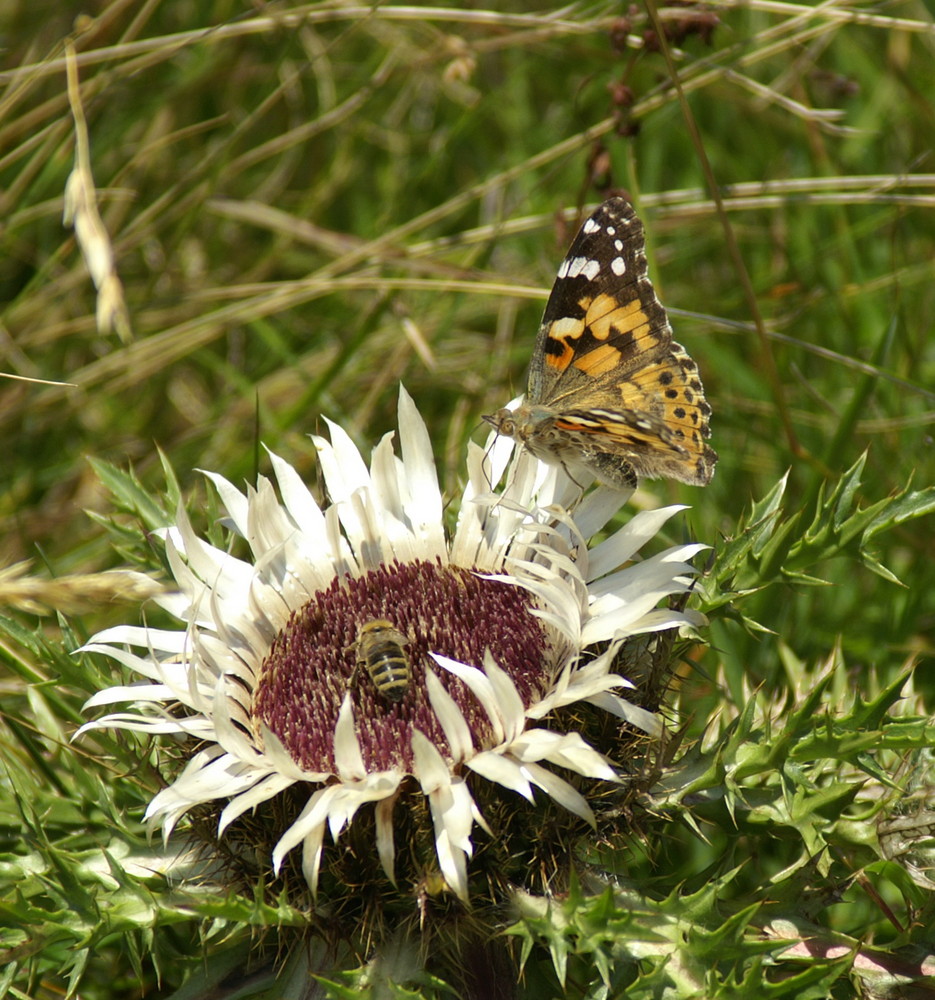 Begegnung in der Distel