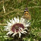 Begegnung in der Distel