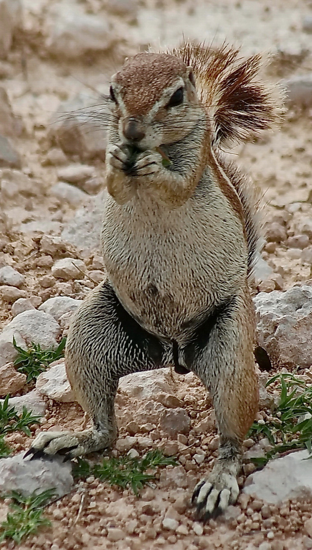 Begegnung in der Etosha-Pfanne