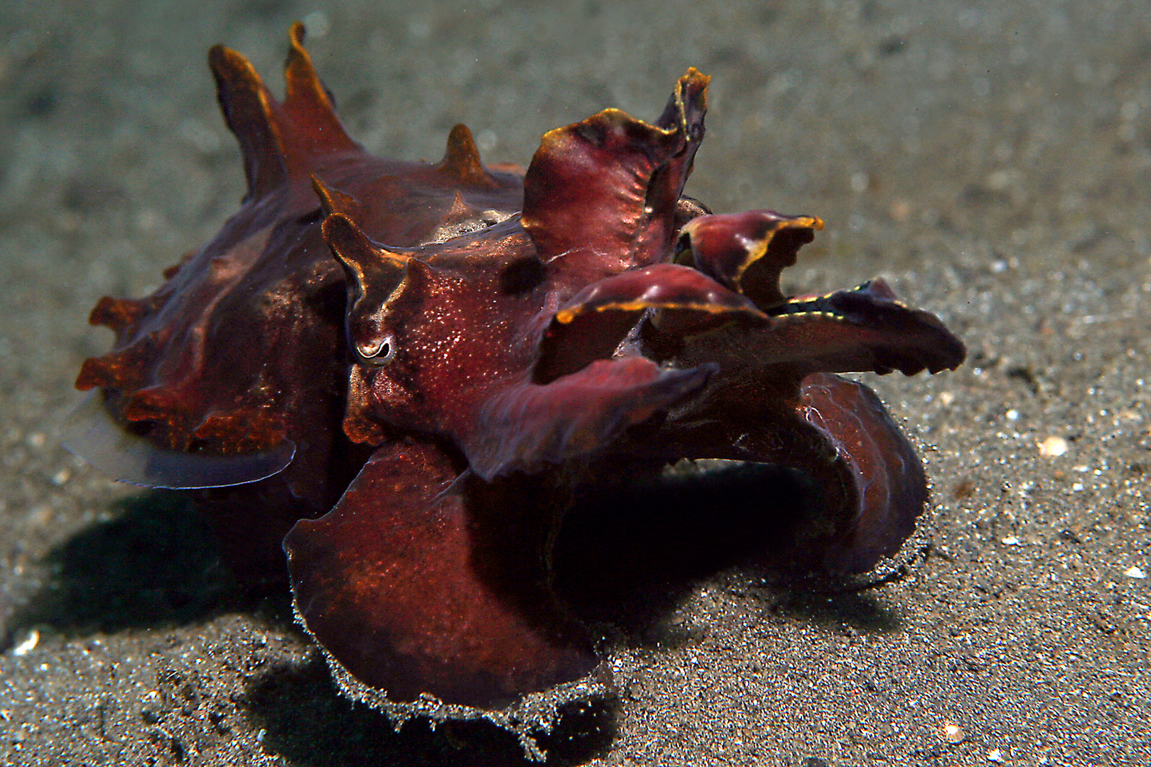 Begegnung in der Lembeh Strait