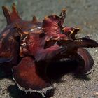 Begegnung in der Lembeh Strait