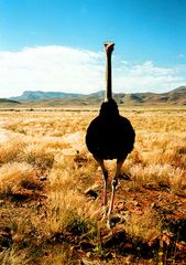 begegnung in der namib - wüste