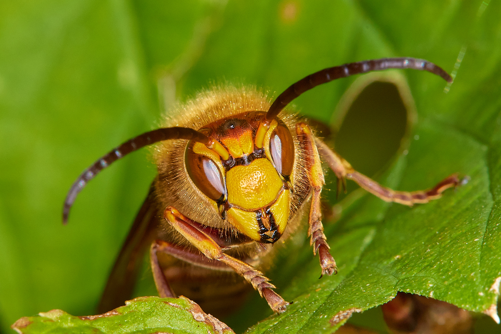 Begegnung in der Natur: