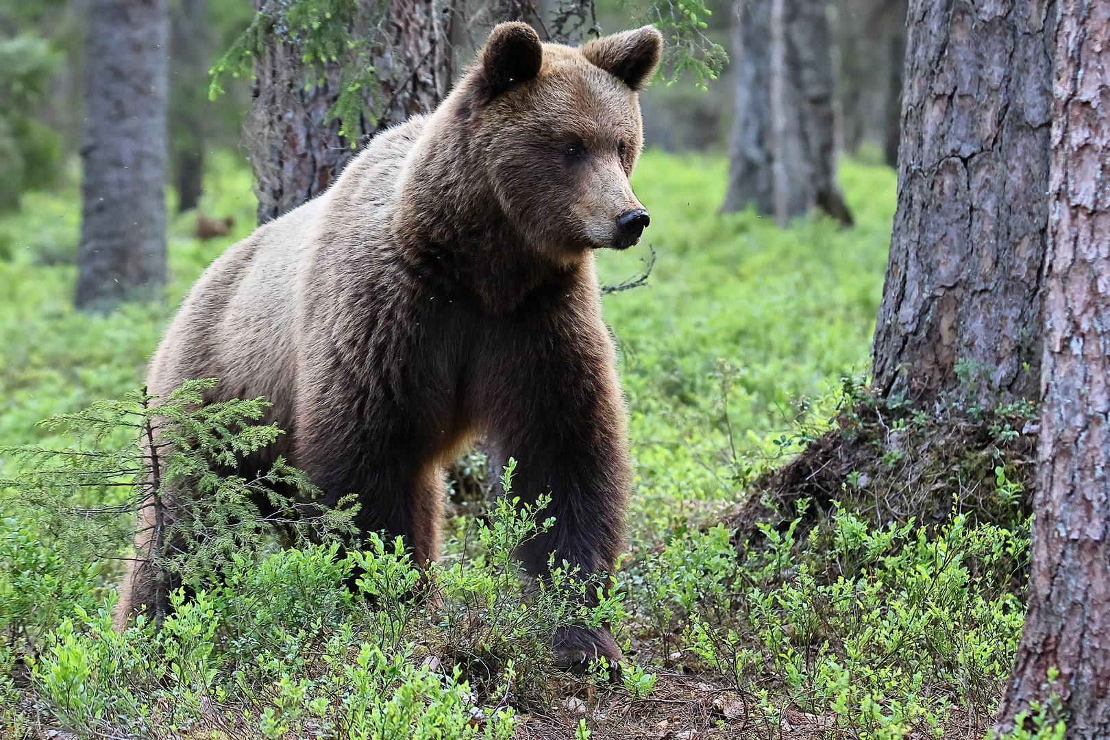 Begegnung in Finnlands Wäldern