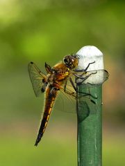 Begegnung in nachbars Garten