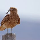 Begegnung in Patagonien