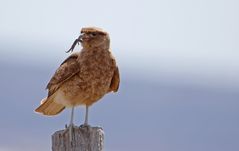 Begegnung in Patagonien