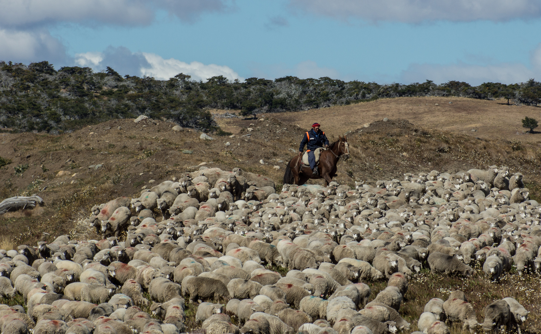 Begegnung in Patagonien...