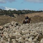 Begegnung in Patagonien...