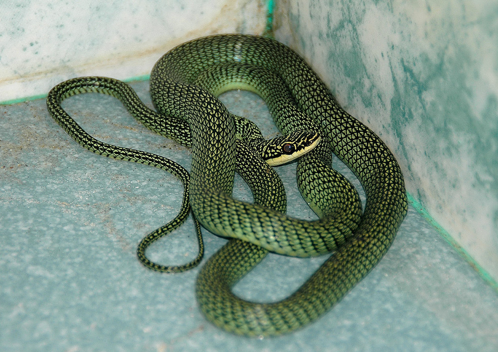 Begegnung in unserem Bad auf Koh Phangan Foto & Bild tiere, wildlife, amphibien & reptilien